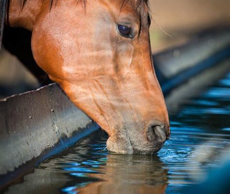 cheval soif